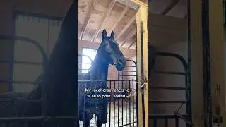The horn of the retired horse sounds🐎#dog #funny #for #foryou #fyp #funnyvideo #animal #usa #pets