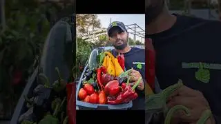 Советы по сбору кабачков и цуккини для начинающих | Урожай прошлого лета 2025 г. #садоводство #са...