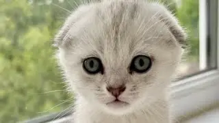 Шотландские котята на продажу