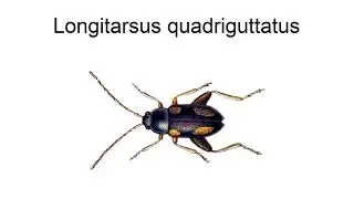 Longitarsus Quadriguttatus