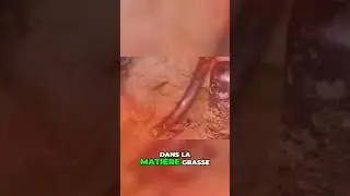 Du beurre fait maison   Le processus fascinant et rapide !