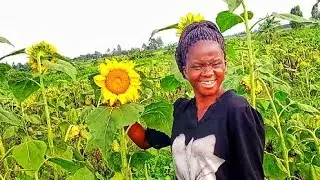 Inside our Beautiful sunflower farm #uganda #agriculture #africa