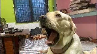 Jini The Labrador 🐶 is live #shortsviral #shorts #shortsfeed #shortvideo #labrador