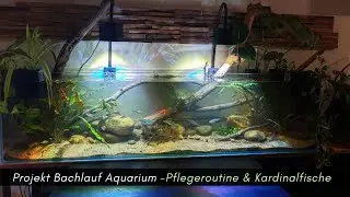 Bachlauf Aquarium  -Pflegeroutine und Einzug der Kardinalfische #aquaristik