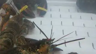 Live Lobster at the Grocery Store