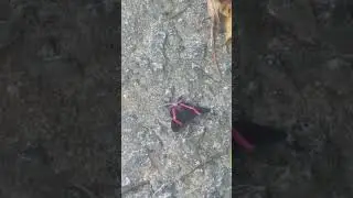 Borboleta preta, vermelha e rosa (Ancyluris aulestes)
