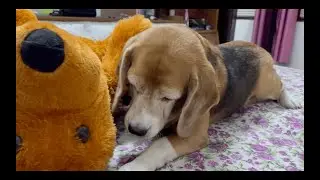 Too hungry that he is ready to eat cotton | Leo The Beagle