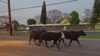 Cows stampede through Pico Rivera neighborhood