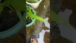 Chinese cabbage and carrot plants just died