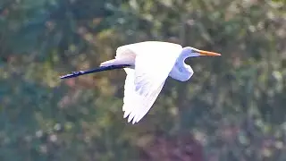 Bird Viewing Walkabout 2025 Fall