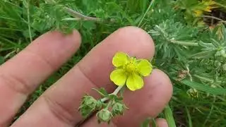 Geum urbanum, also known as wood avens, herb Bennet, colewort and St. Benedict's herb