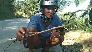 Catching Philippine Black Tarantula