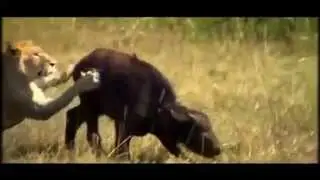 Afrikan