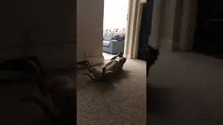 Fidget The Staffy and Kong Squiggles