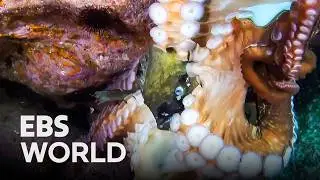 [ENG SUB] Father fish's ultimate sacrifice against a giant octopus #PICKDOCU