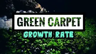 AQUARIUM CARPET PLANTS-MAGIC SEEDS || ONE WEEK FULL GROWTH RATE