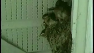 Swallow Chicks