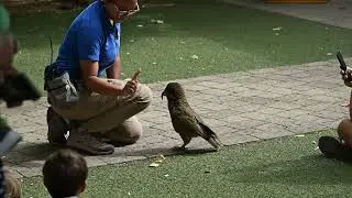 Kakapo Terrestrial locomotion, Slow Motion