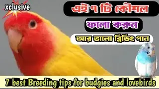 7 best tips for birds breeding।🔥। lovebirds breeding tips।🔥।budgies breeding tips।