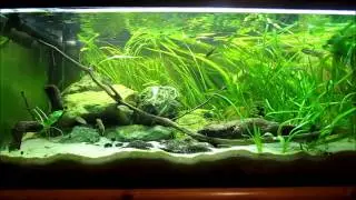Ameca splendens & Ilyodon whitei - 250l or 66g