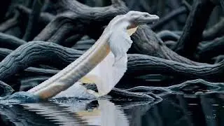 🌿 Mystical Swampland Serpent | Fantasy Animation Short 🐍 mystical serpent .