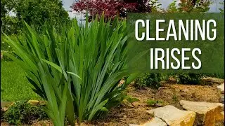 Deadheading Irises: A June Garden Care Guide🌸🌸🌸|Garden Entity|