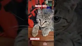 Rocker Kitty 😺 #rock #music #cat #funny #catshorts #shorts  #cute #catvideos #cats