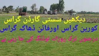 sassti Korean grass carpet F1 Quality