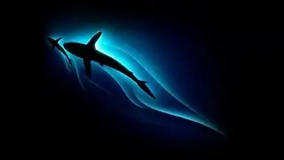 Sharkwater - Soundtrack