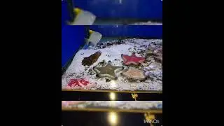 Enjoying  fish  Aquarium  in  Goa | @Shreya gaonkar |