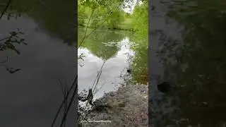 🎣 Arriving at a pool for an evening&rsquo;s crucian carp fishing