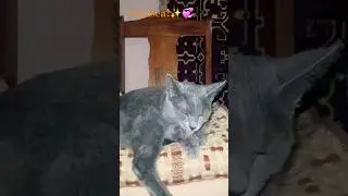 5 Признаков Того, Что Вашей Кошке Скушно, а Вы Этого Не Замечаете!🙆&zwj;♂️😿 #челсикошка #кошкачелси