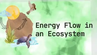 QUARTER 2 MATATAG SCIENCE 7 ENERGY FLOW IN AN ECOSYSTEM | Food Chain VS Food Web | Energy Pyramid