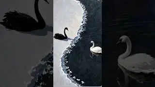 #sanulove #drawing #art #newmusic #love #blackwhitetv #🦢