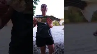 Catching Stripers in the Delaware River! #gamefish #fishing #sportfish #stripedbass #pafishing