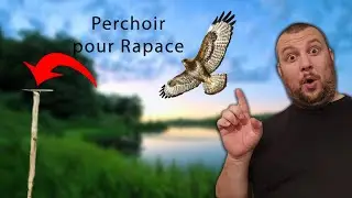 Perchoir pour Rapace