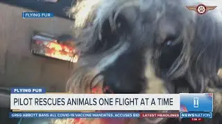 Pilot rescues animals one flight at a time