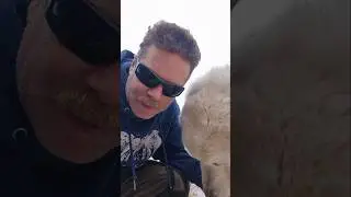 Лакомства для Будики, собаки-охранницы овец.