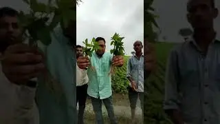 soyabean farming fertilizer intro