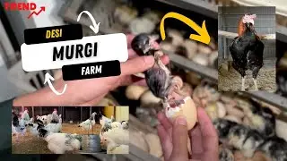 Murgi Farm | Poultry business in Pakistan | How to Start Chicken Farm Business?