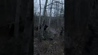 Работа тактической двойки #guns #оружие #охота #223