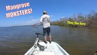 The Mangroves Were Stacked Full Of Monster Fish! | Fishing Sanibel/Pine Island Sound.