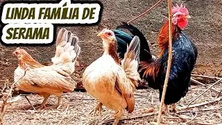 LINDO TERNO DE SERAMA - A menor raça de galinha do mundo - Aves ótimas para ovos galados férteis