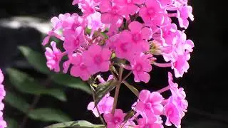 PAPILLON COLIBRI   HUMMINGBIRD BUTTERFLY   KOLIBRIVLINDER 2016 09 03
