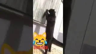 workout mode #cat #gymmotivation #gymlover