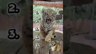 Top 5 Cutest Baby Animals 🐾 #shorts 