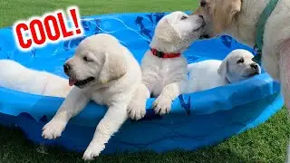 Flashback Friday: Beat the Heat! Adorable Lab Puppies Staying Cool in the Pool #puppy #labrador