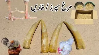 Guide to Rooster Spurs | All you need to know about Chicken Spurs | Dr. ARSHAD