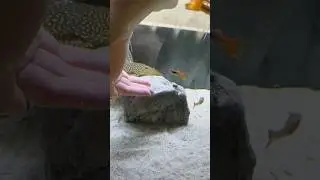 Suckerfish attack!