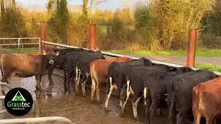 High Solids In Calf Heifers - Grasstec